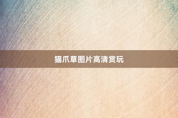 猫爪草图片高清赏玩